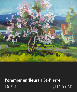 Pommier en fleurs à St-Pierre